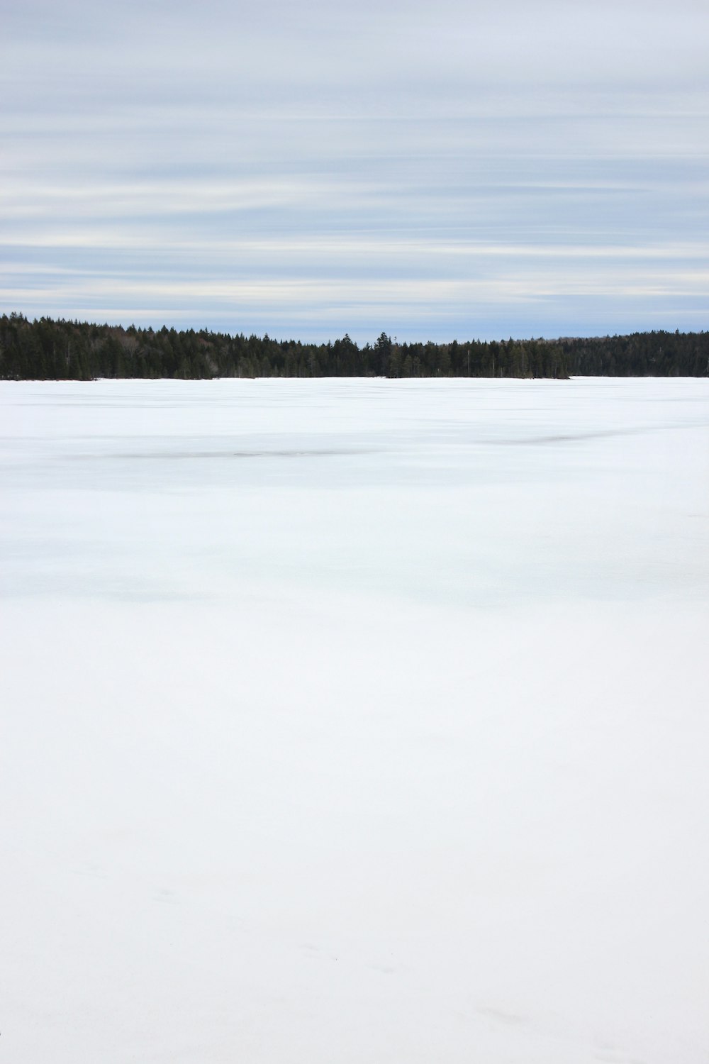 forest trees near snow during daytime