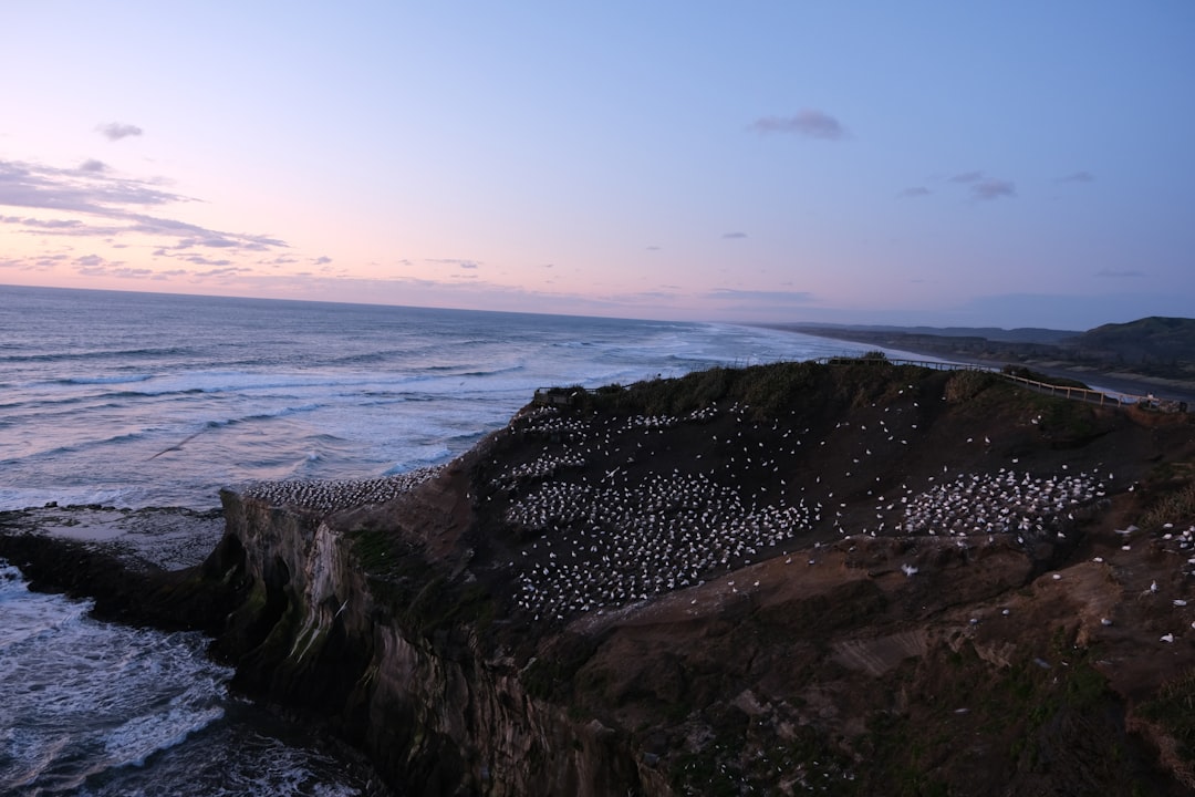 Shore photo spot Auckland Muriwai Beach