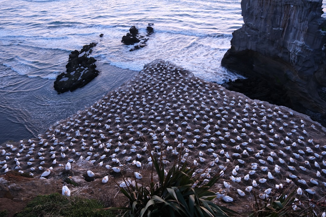 Shore photo spot Auckland Muriwai Beach