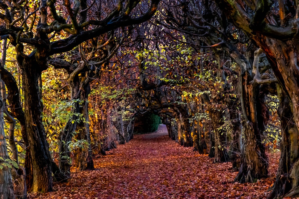 pathway between trees covered with withered leaves