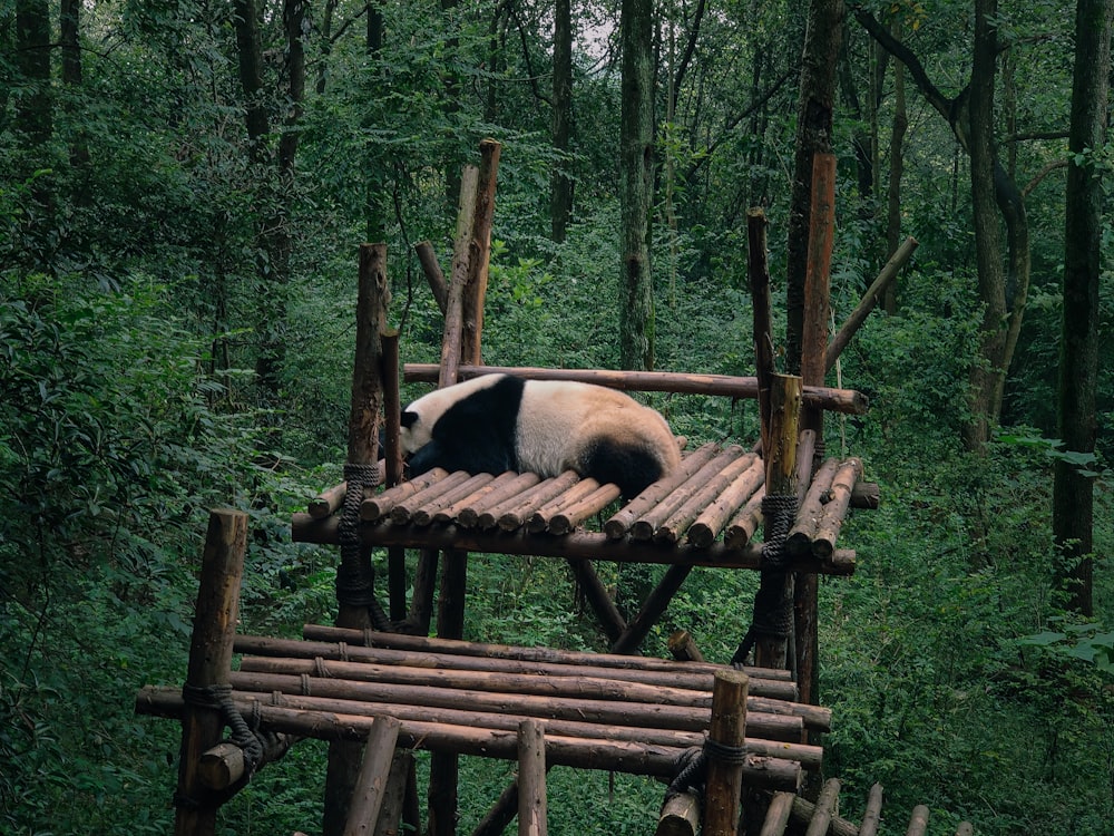 panda lying on wooden platform