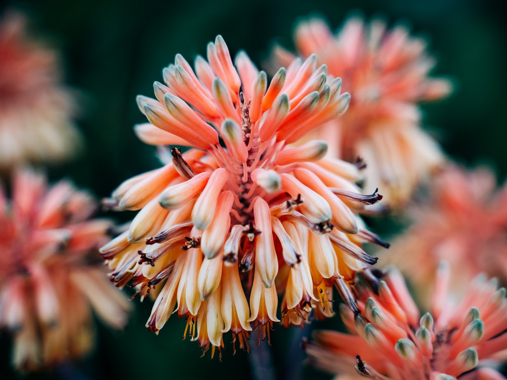 pink and white petaled flowers