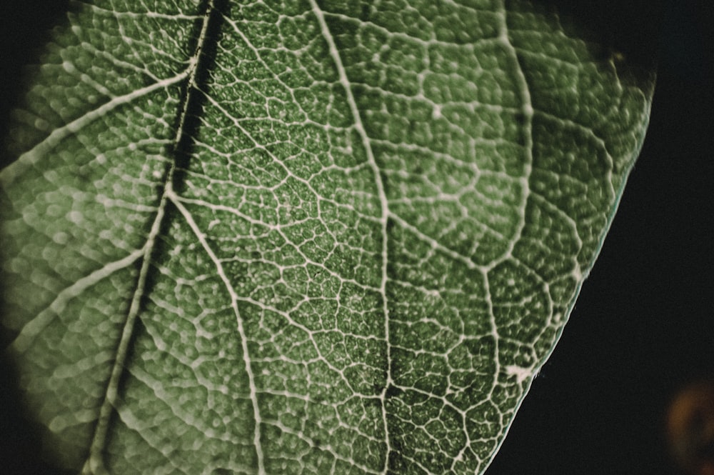 green leaf in close up photography