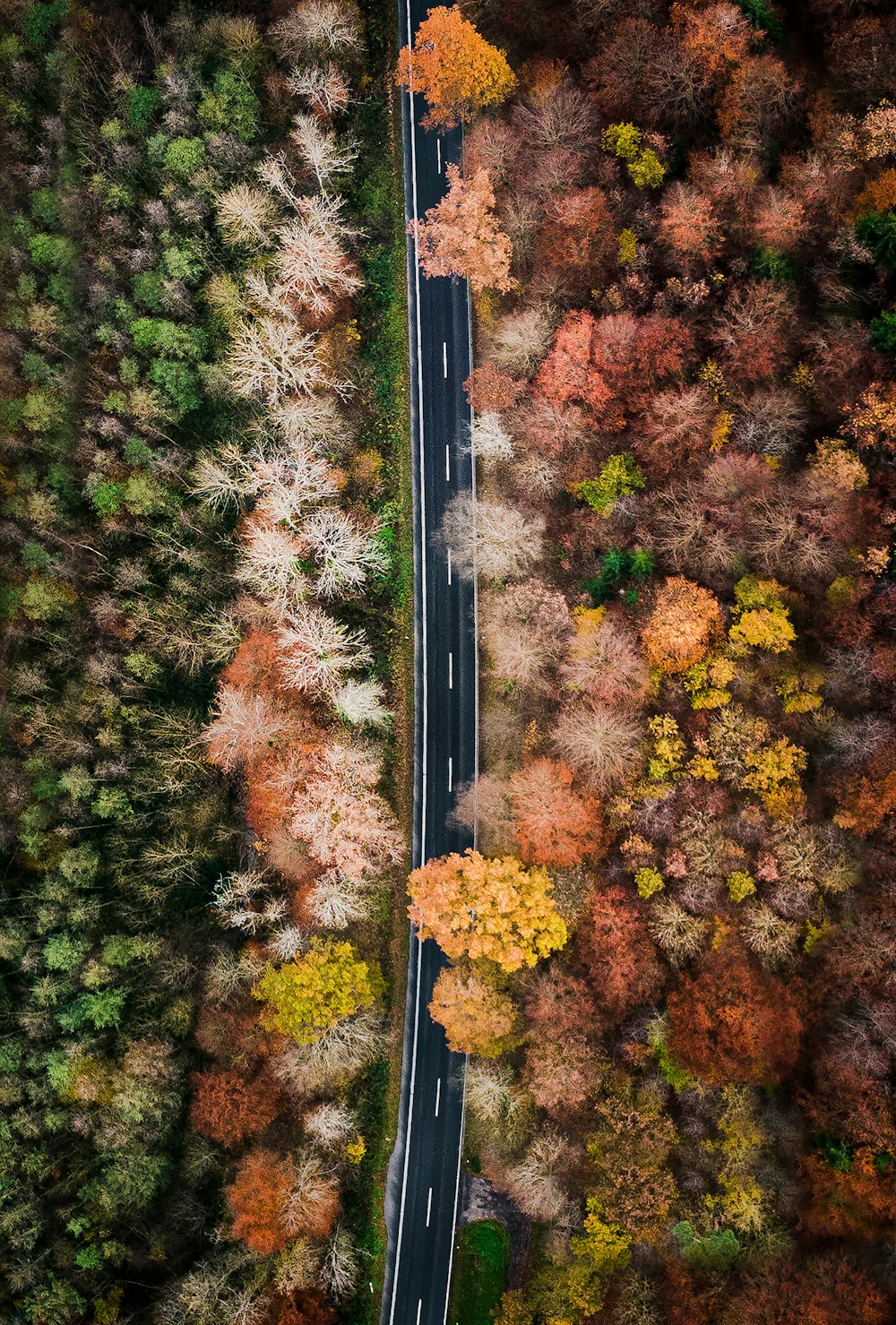árboles verdes y rosados y carretera