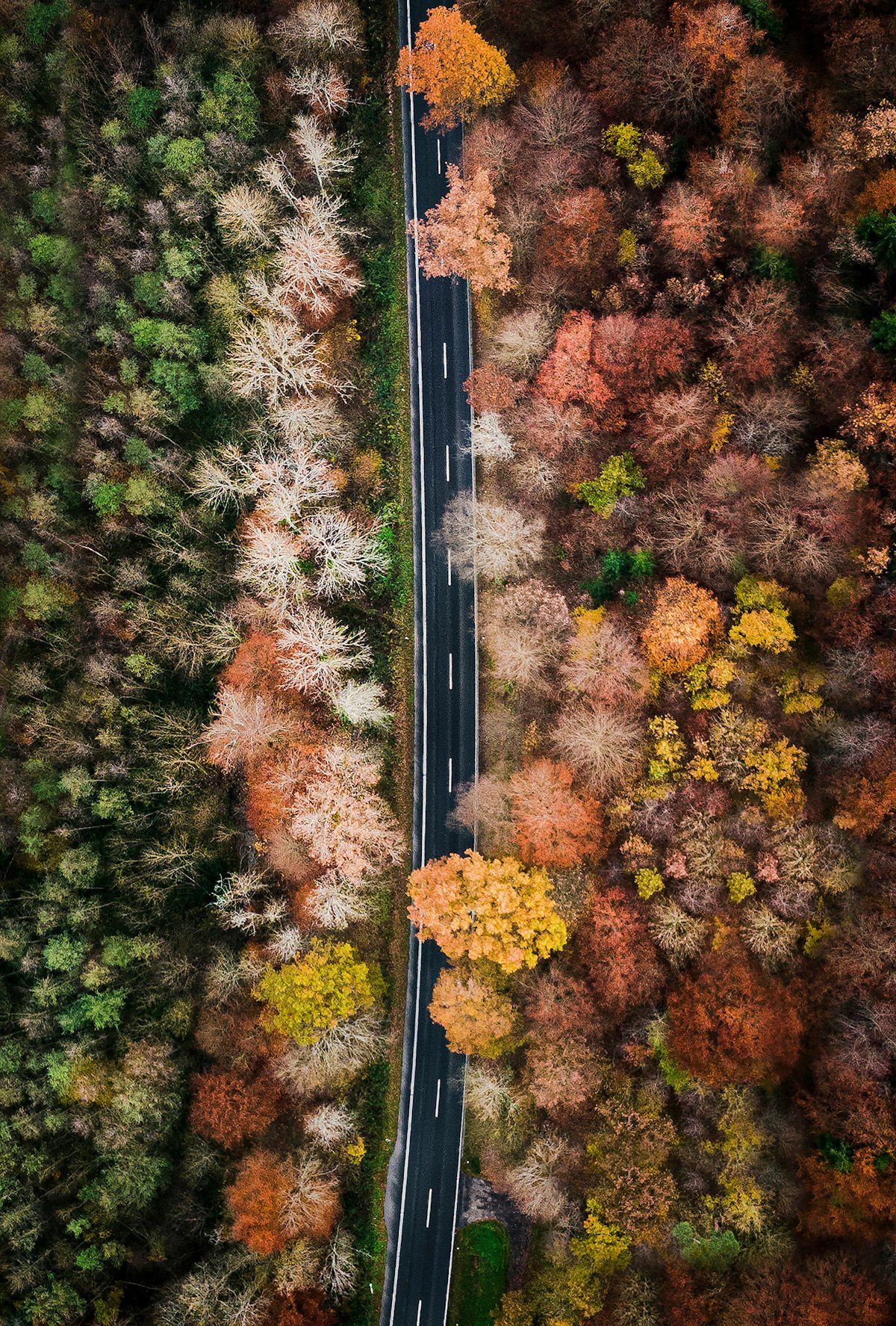 Green and pink trees lining a road, cherry-blossom seasonal transition