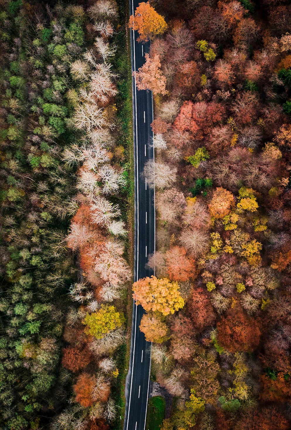 Image of a road in a forest with green and orange trees on either side.