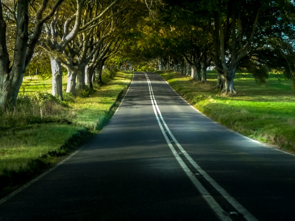 road between trees