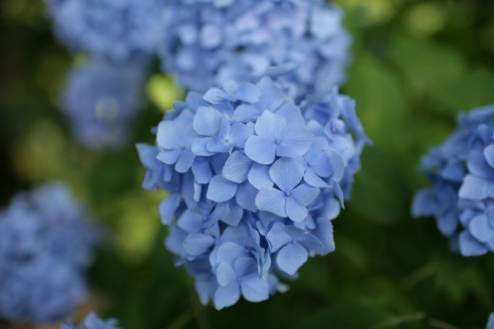 close-up photo of purple flower