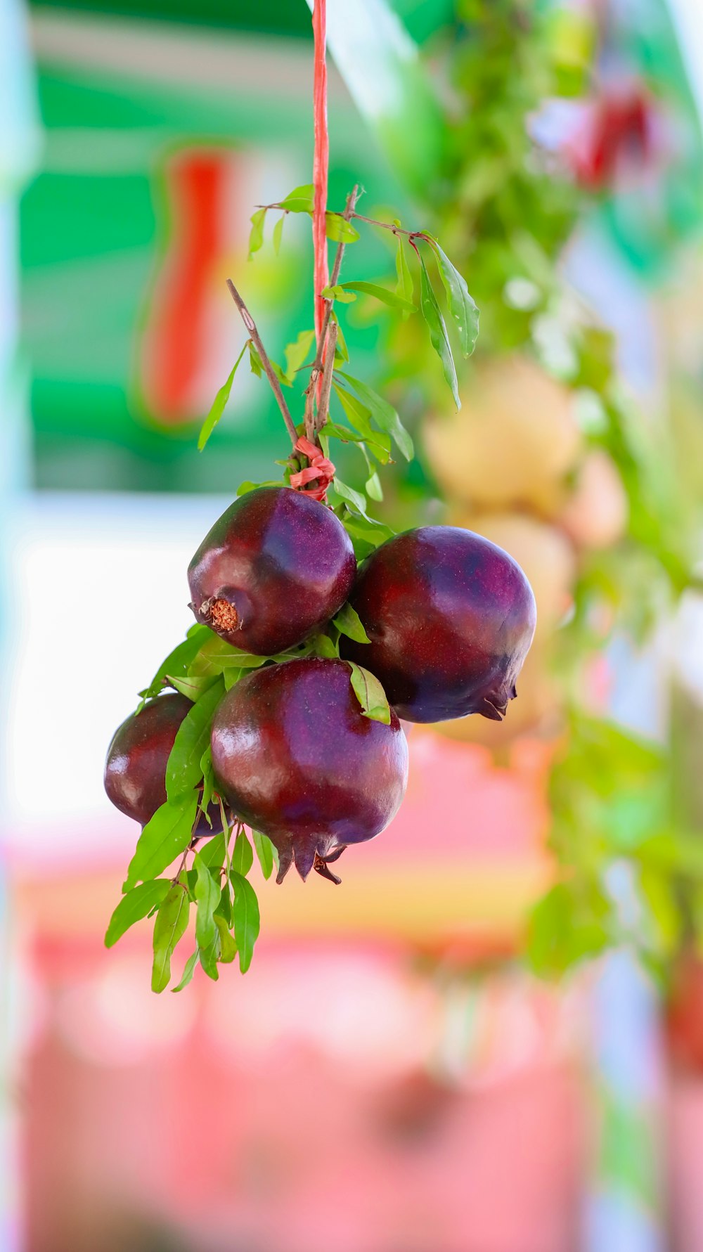 close-up photo of pomegranate