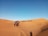 A caravan of camels guided by people traverses across expansive sand dunes under a clear blue sky. The golden hue of the desert landscape is highlighted by the shadow of a solitary individual on the right.