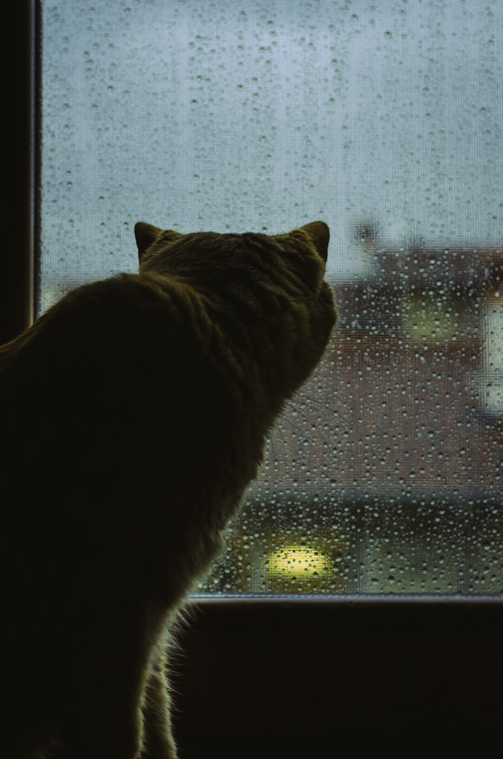 gato al lado de la ventana
