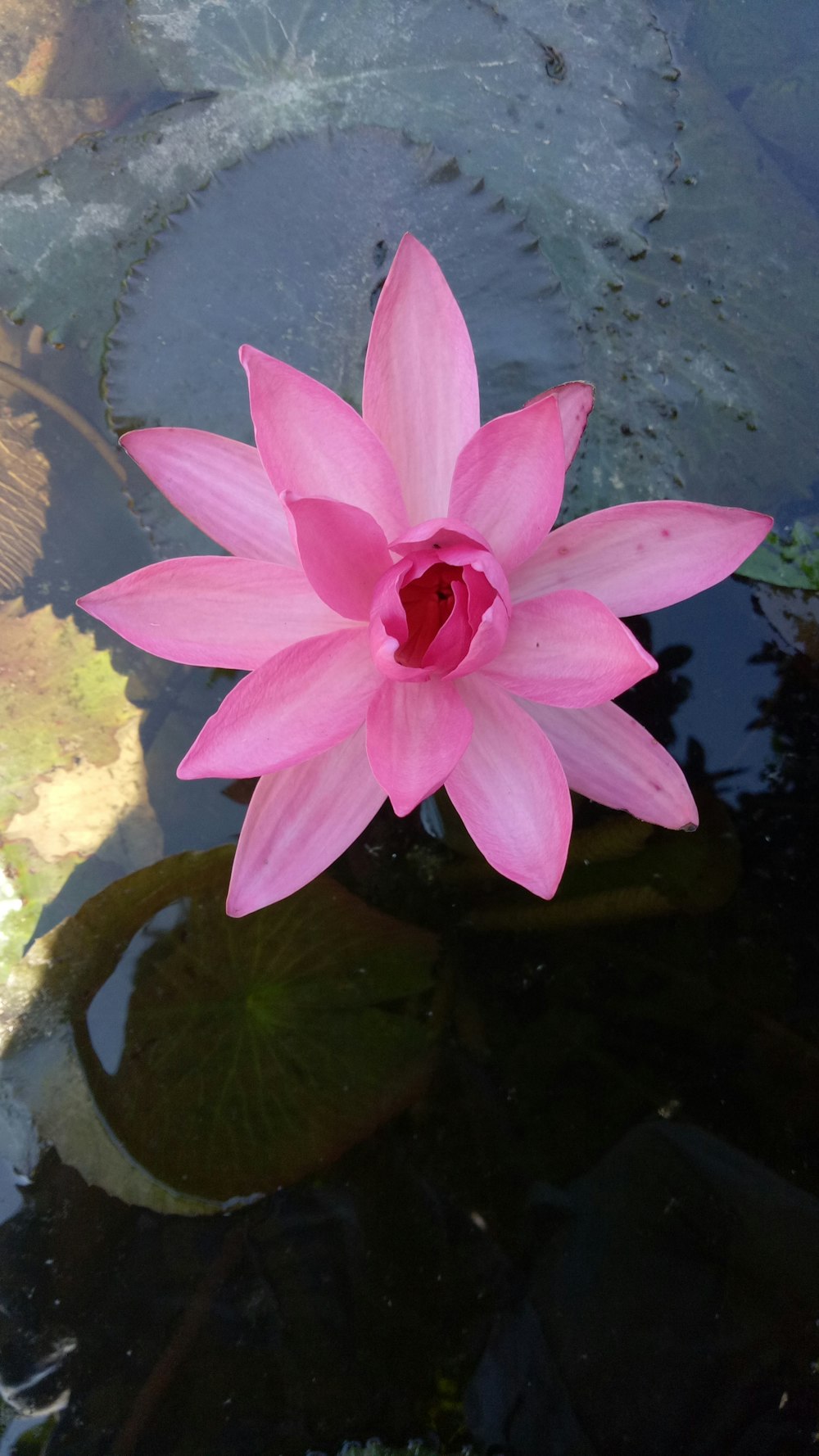 pink lotus flower