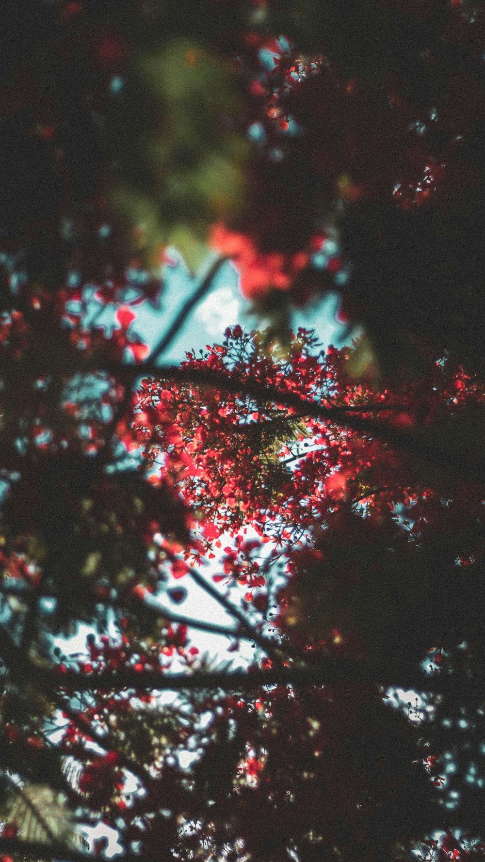 red leaf tree