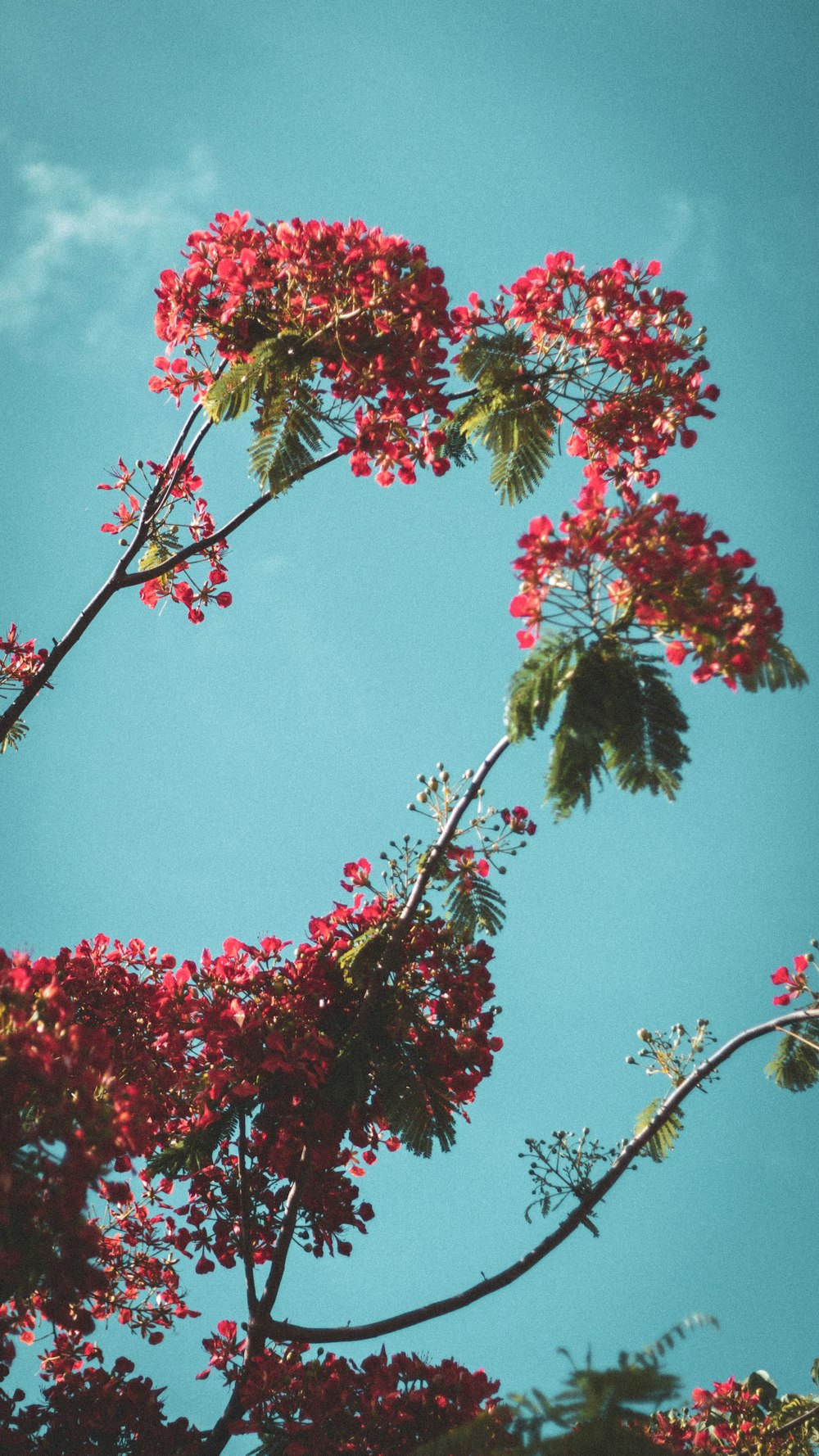 red petaled flower