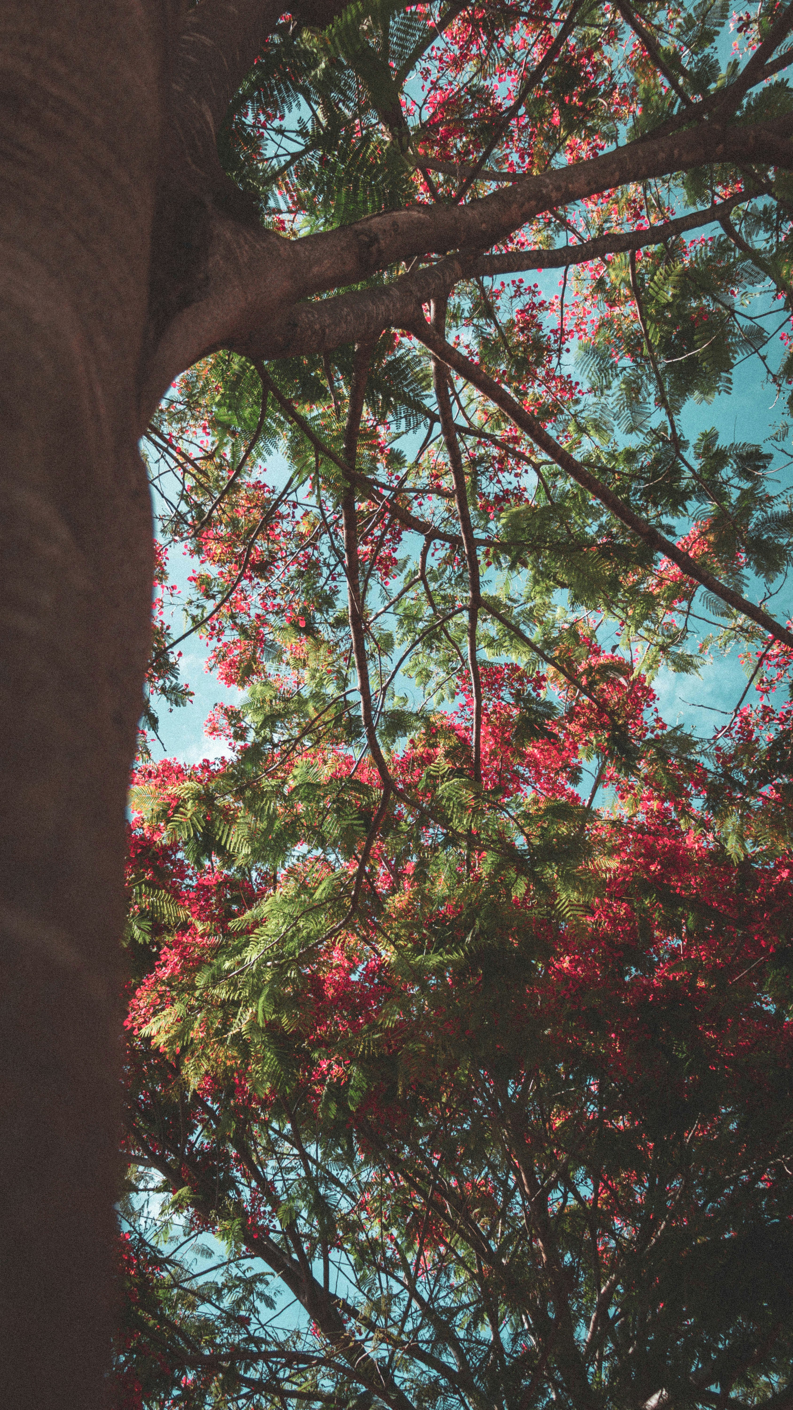 Flamboyant Definition De Flamboyant Dictionnaire La Langue Francaise