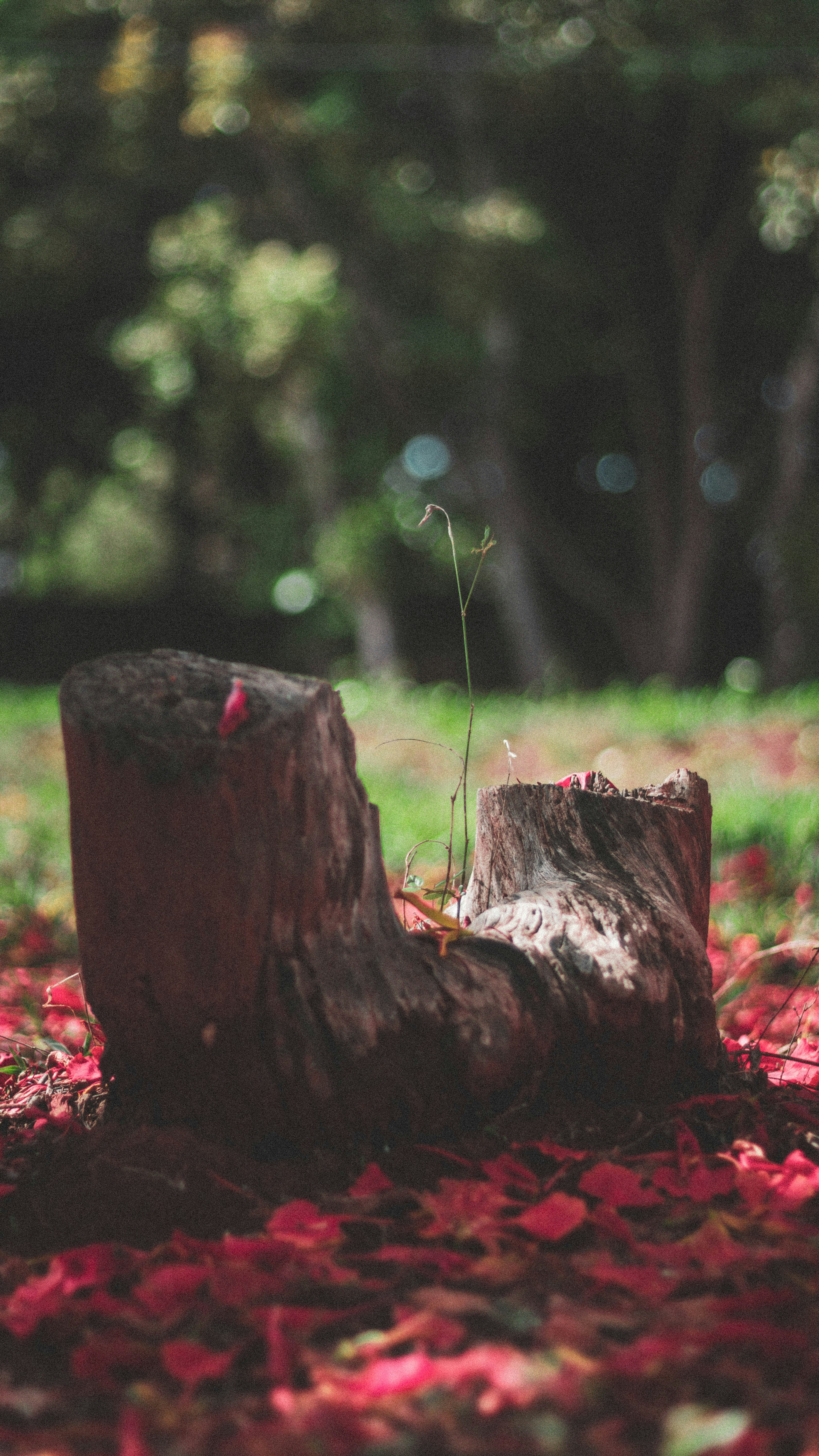 Tree Stump Candle Holder