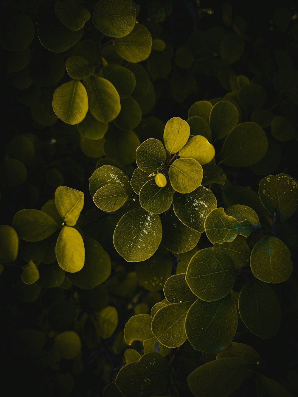 macro photography of green-leafed plant