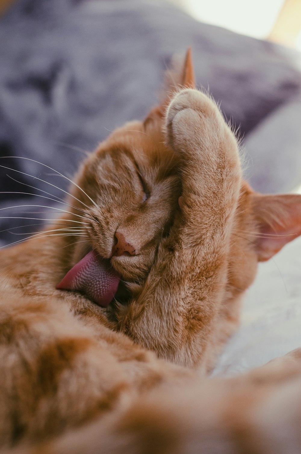 750+ Cute Cat Pictures  Download Free Images on Unsplash