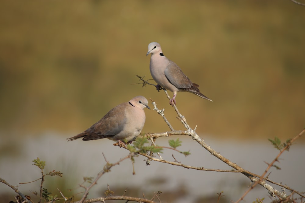 two grey-and-white birds perching on tree branch