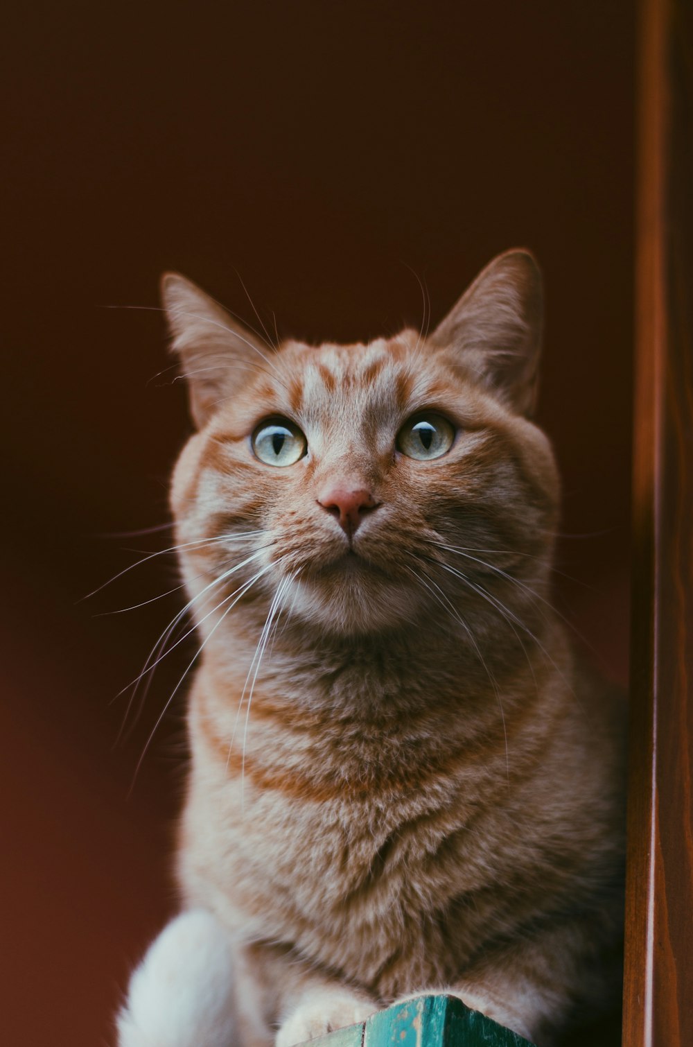 클로즈업 사진에서 주황색 줄무늬 고양이
