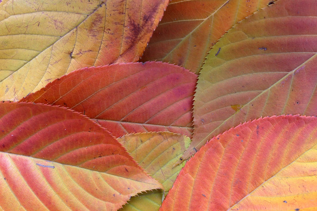 green and brown leafed plant