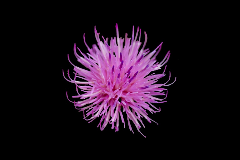 purple petaled flower