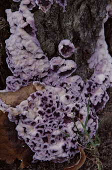 A close-up of a textured fungus growing on tree bark, exhibiting a unique pattern with ridges and a light purple hue. A dry leaf and some blades of grass are also visible near the fungus.