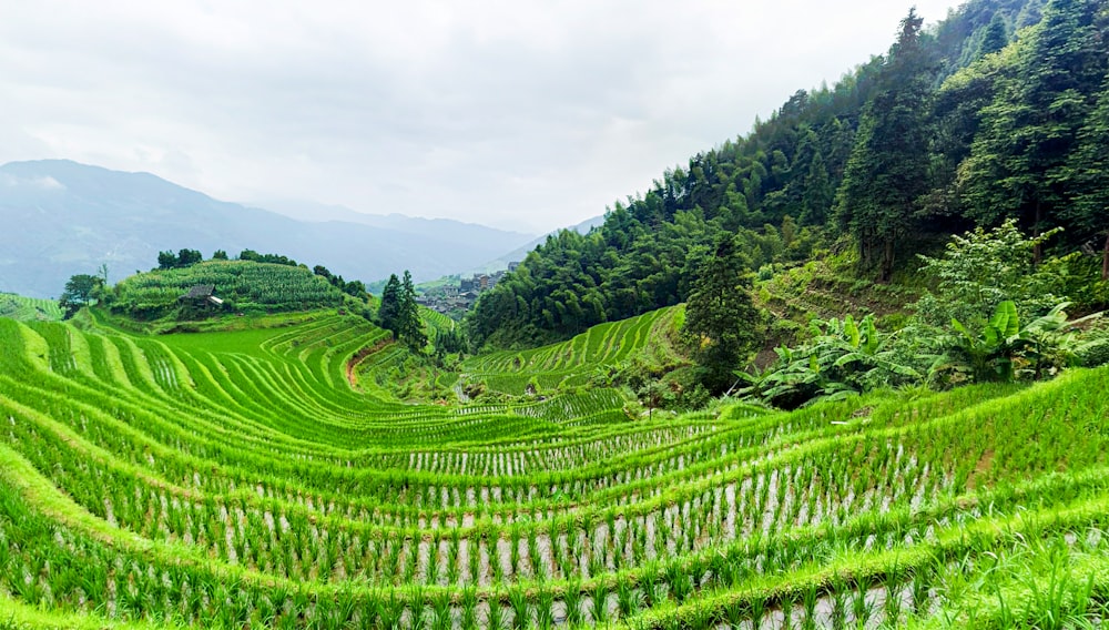 green grass field during daytime