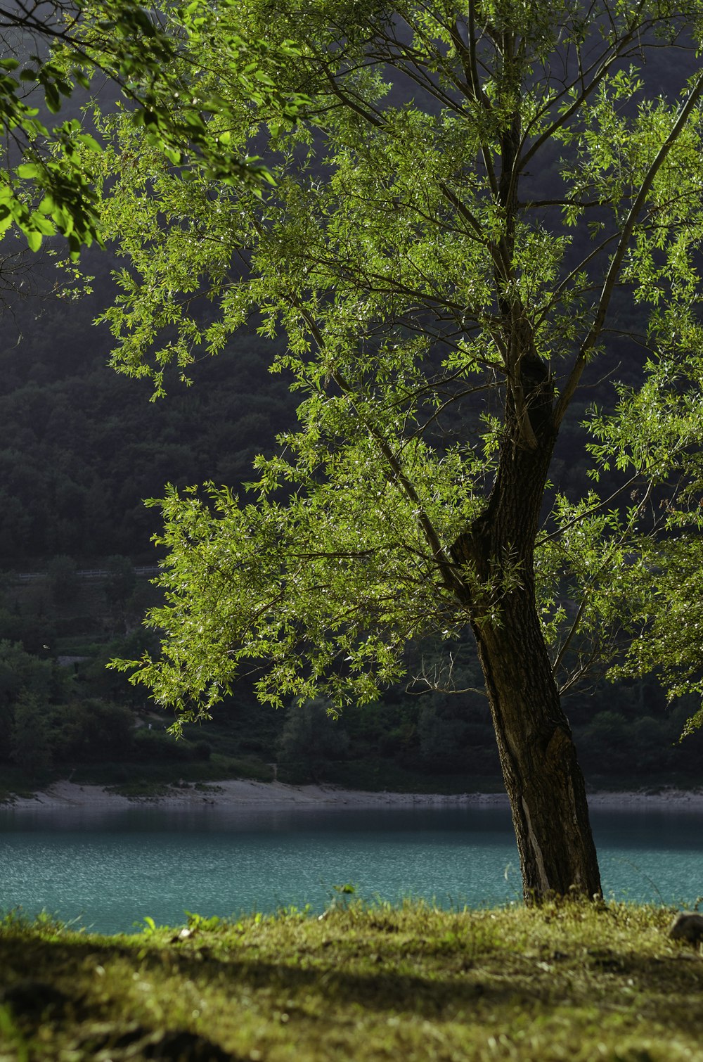 Grüner Baum