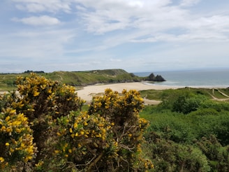 A picturesque coastal landscape featuring sandy beaches flanked by rugged hills and a wide expanse of ocean. The foreground is dominated by dense green foliage and yellow blooming gorse bushes. Under a partly cloudy sky, the serene and expansive setting includes a few distant people walking along the shore.