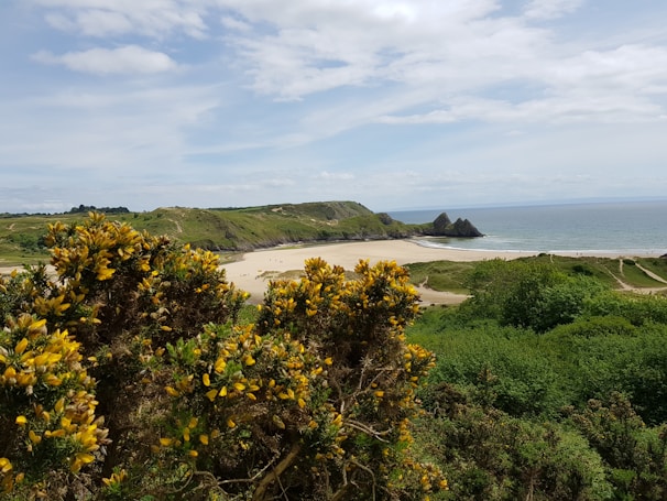 A picturesque coastal landscape featuring sandy beaches flanked by rugged hills and a wide expanse of ocean. The foreground is dominated by dense green foliage and yellow blooming gorse bushes. Under a partly cloudy sky, the serene and expansive setting includes a few distant people walking along the shore.