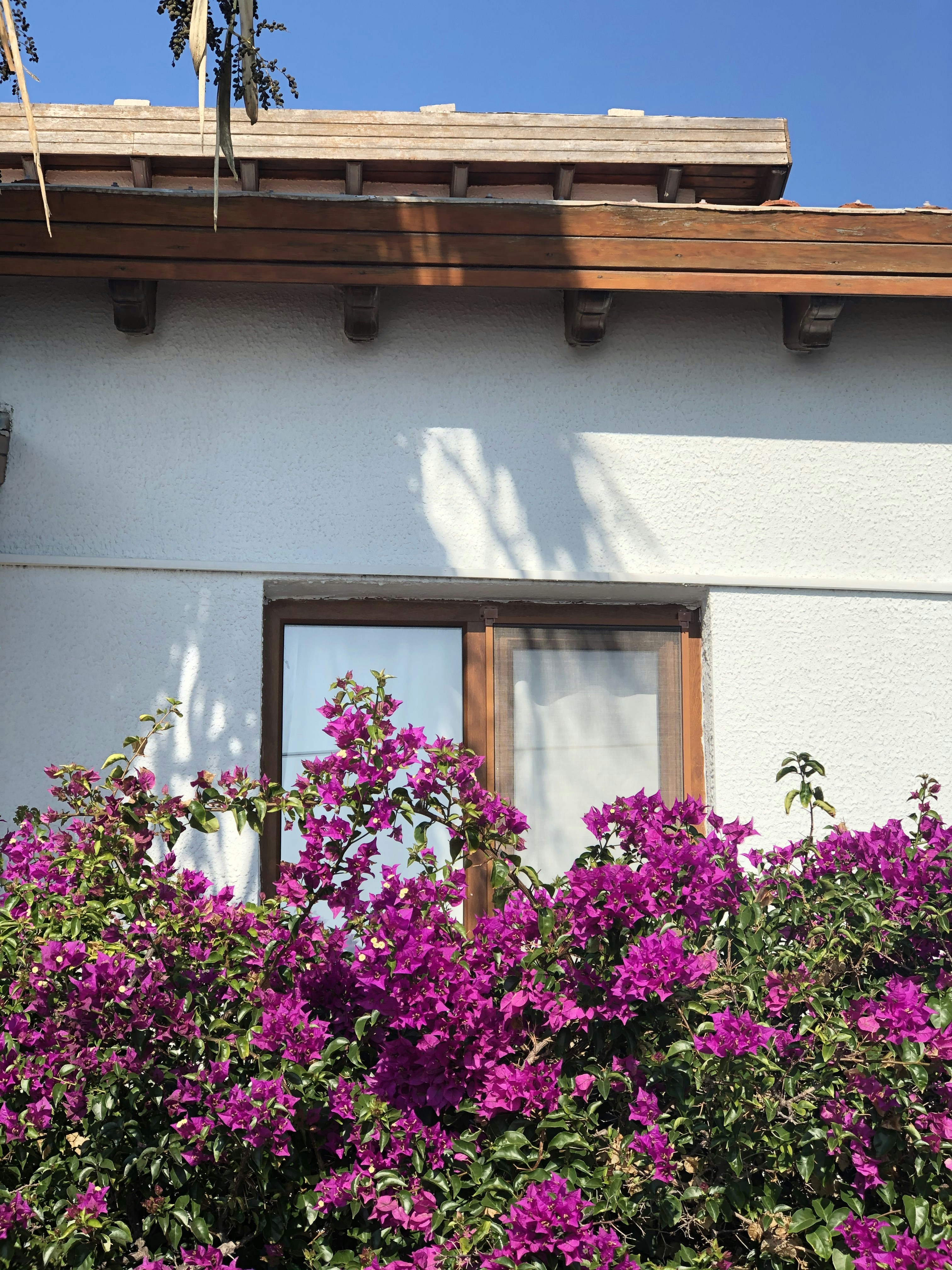 家の横にある紫色のブーゲンビリアの花の写真 Unsplashで見つける室内装飾の無料写真