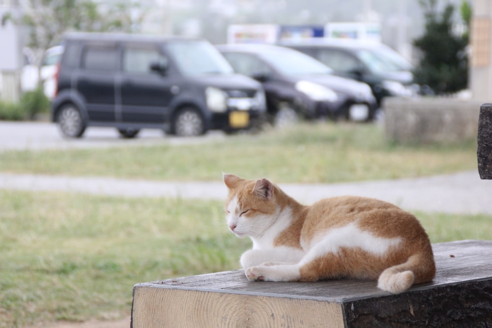 white and orange cat lying on bench