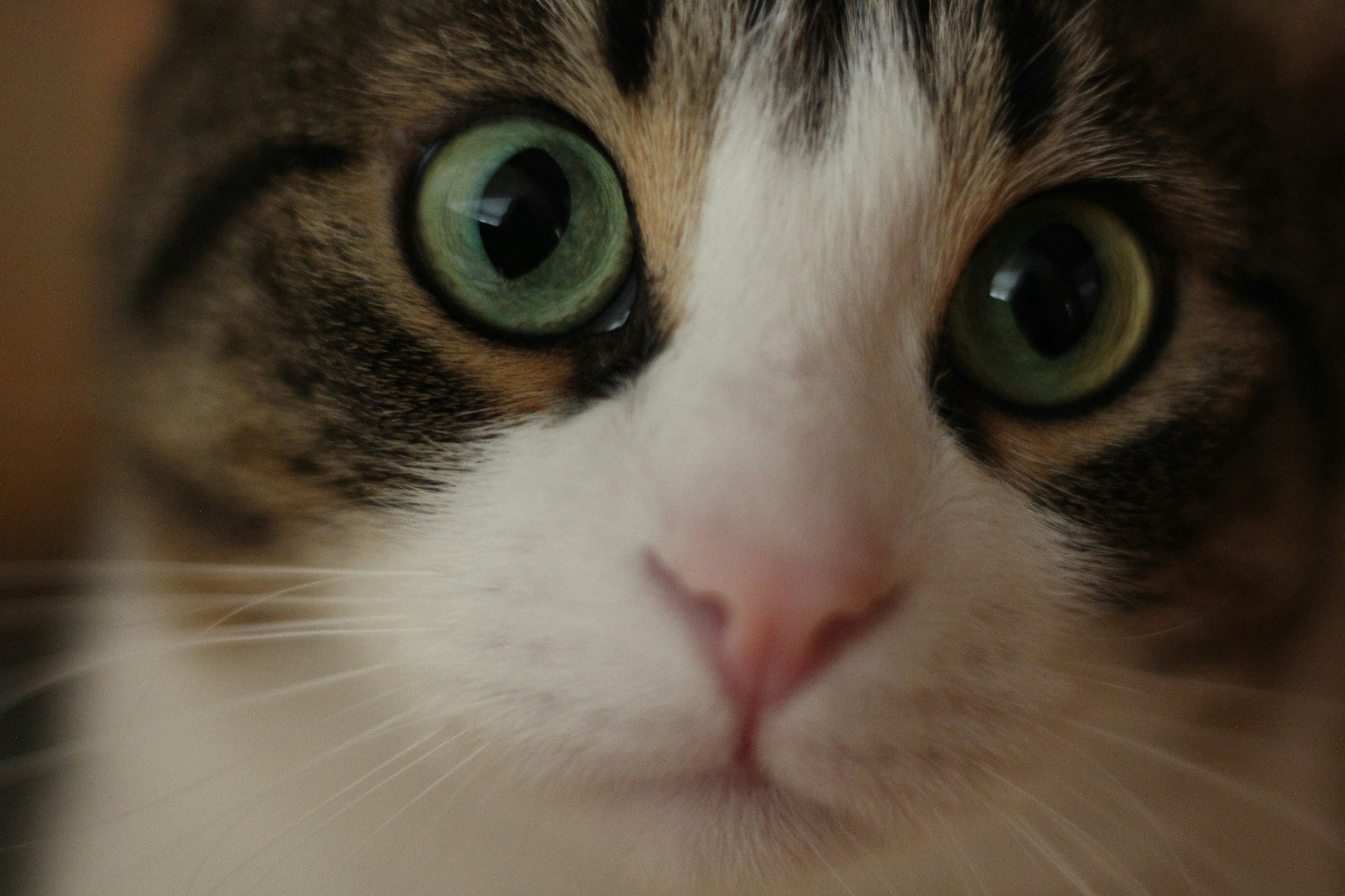 Adorable Cat Sticker