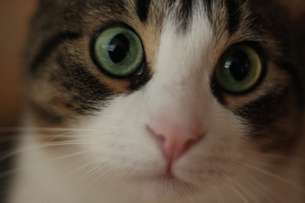 Close-up of a kawaii-style watercolor card featuring a smiling cat with big eyes.
