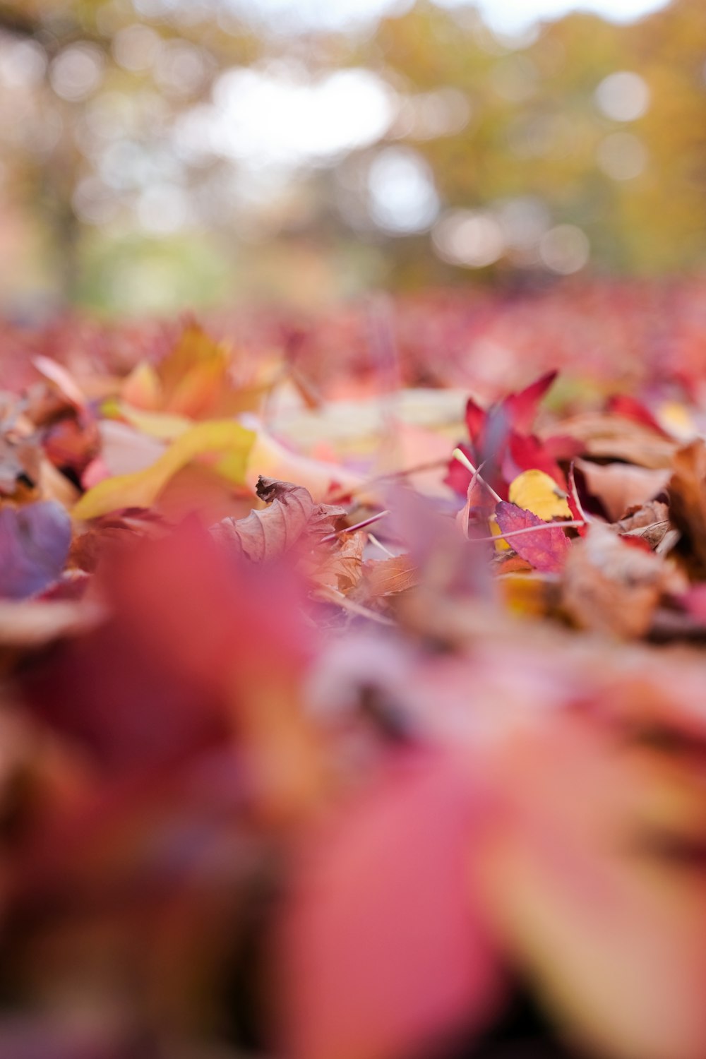 withered leaves