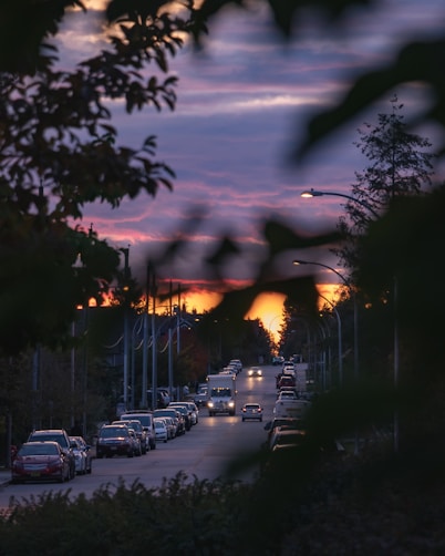 road behind bushes during golden hour