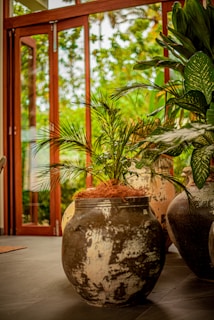 A lush indoor plant in a rustic clay planter, glowing in natural light