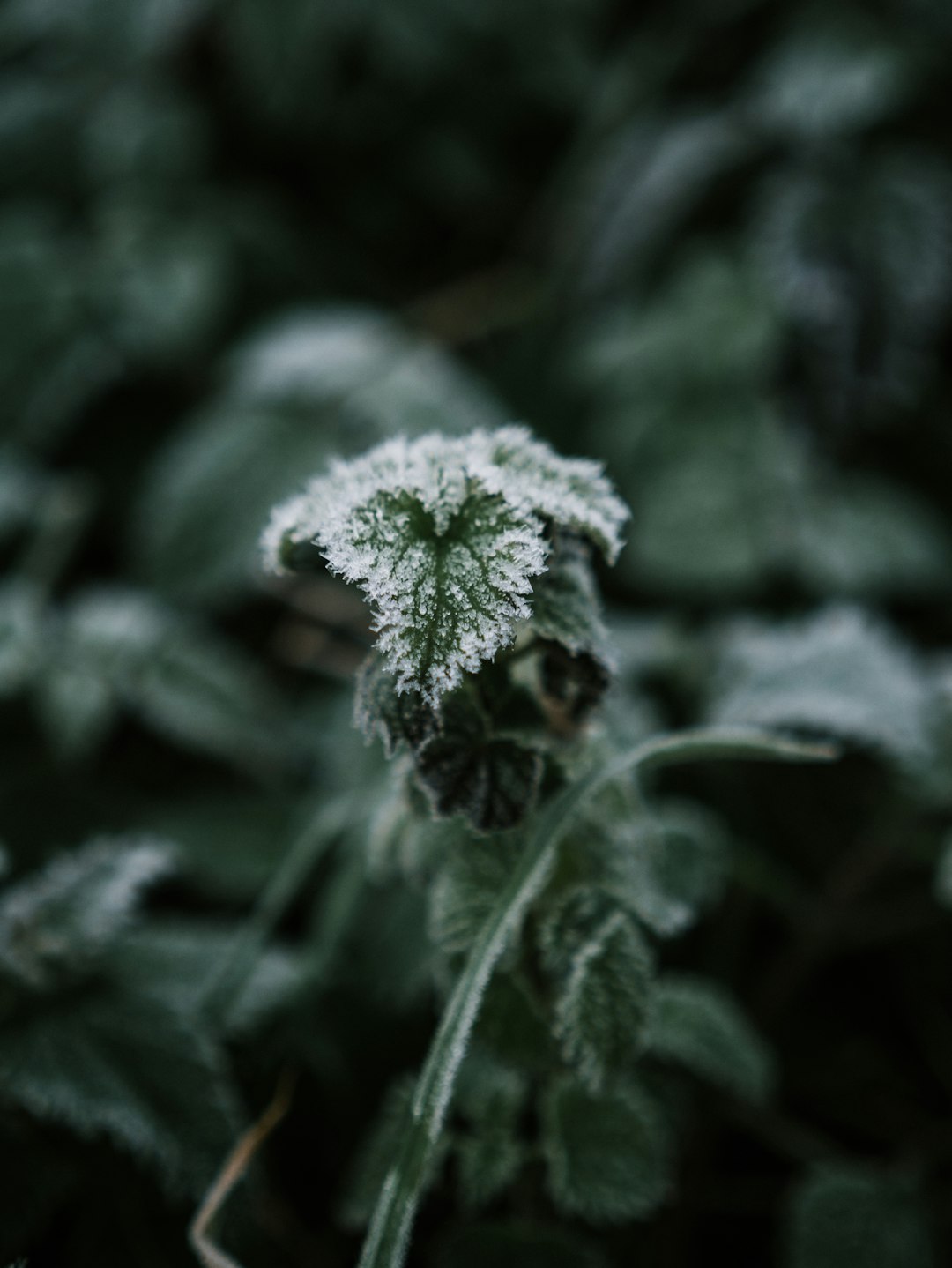 green-leafed plants during daytime