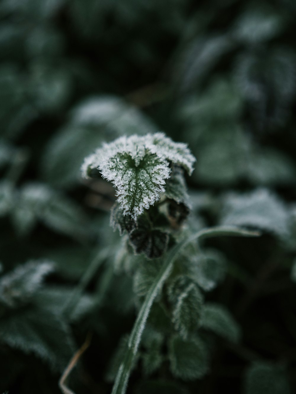 green-leafed plants during daytime