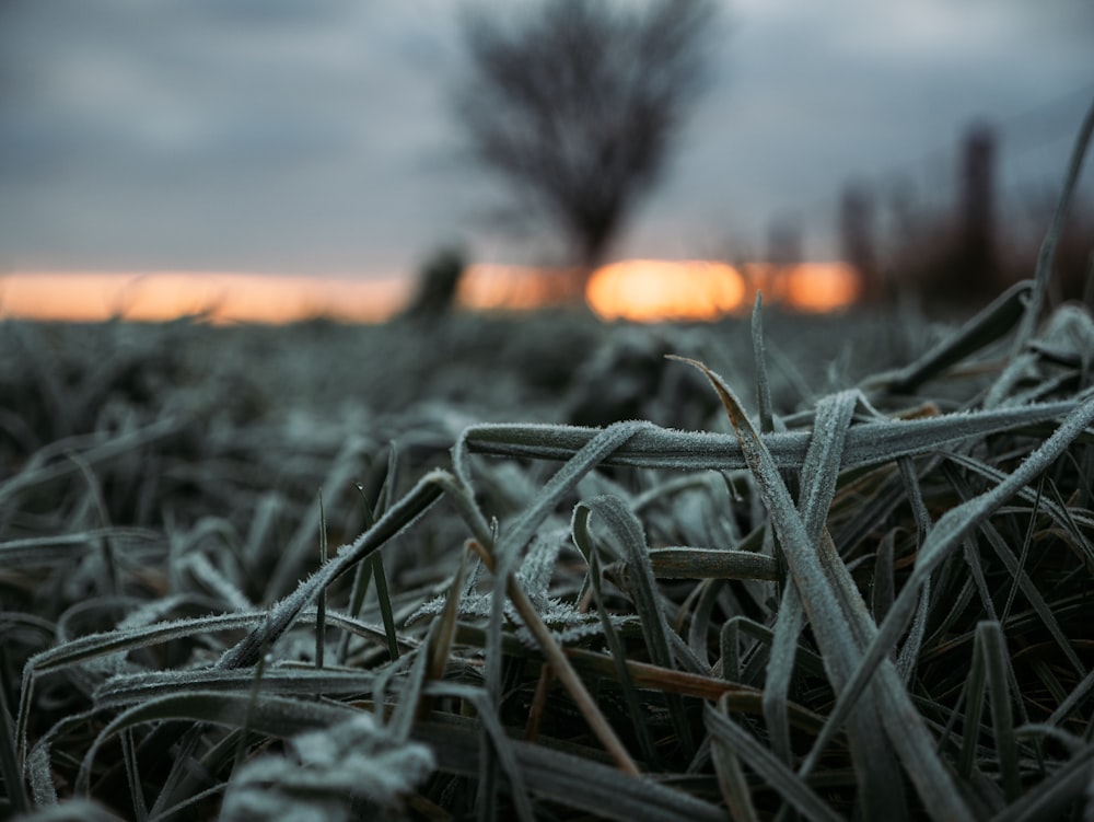 grass field