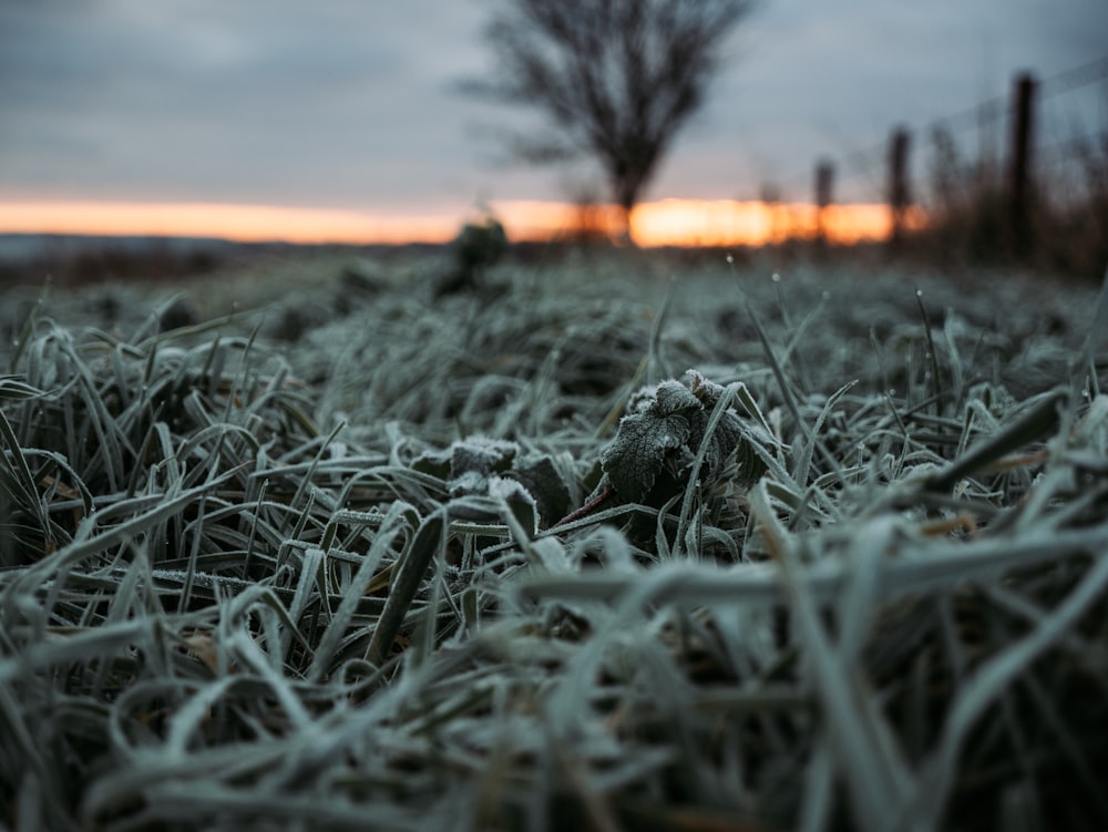 grass field