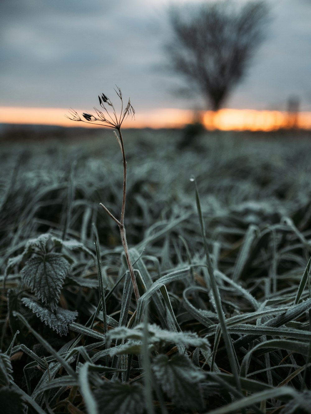 green-grass field during daytime