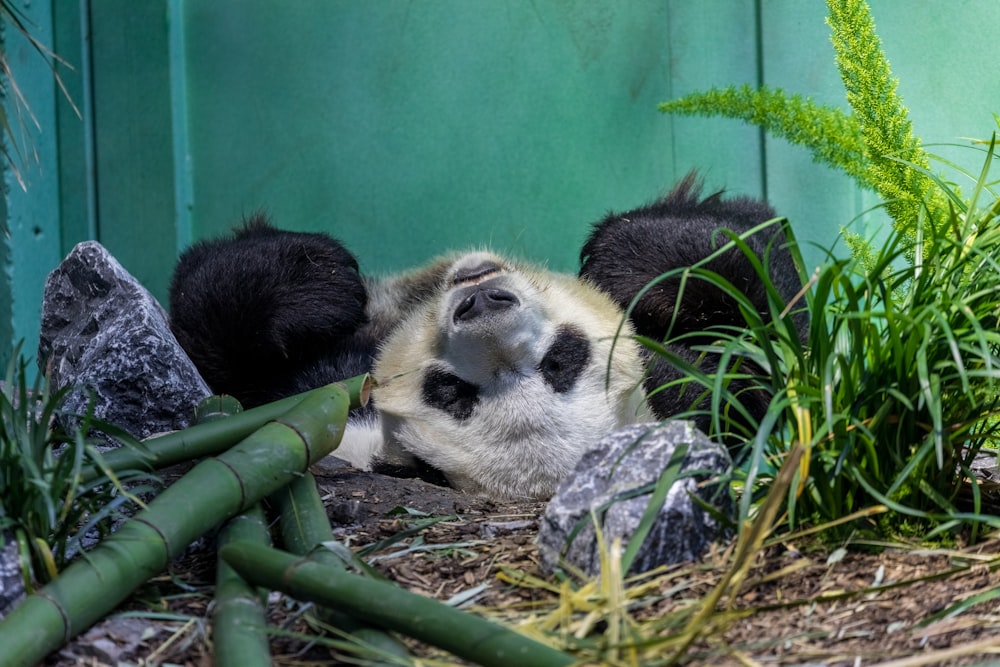 panda lying on soil