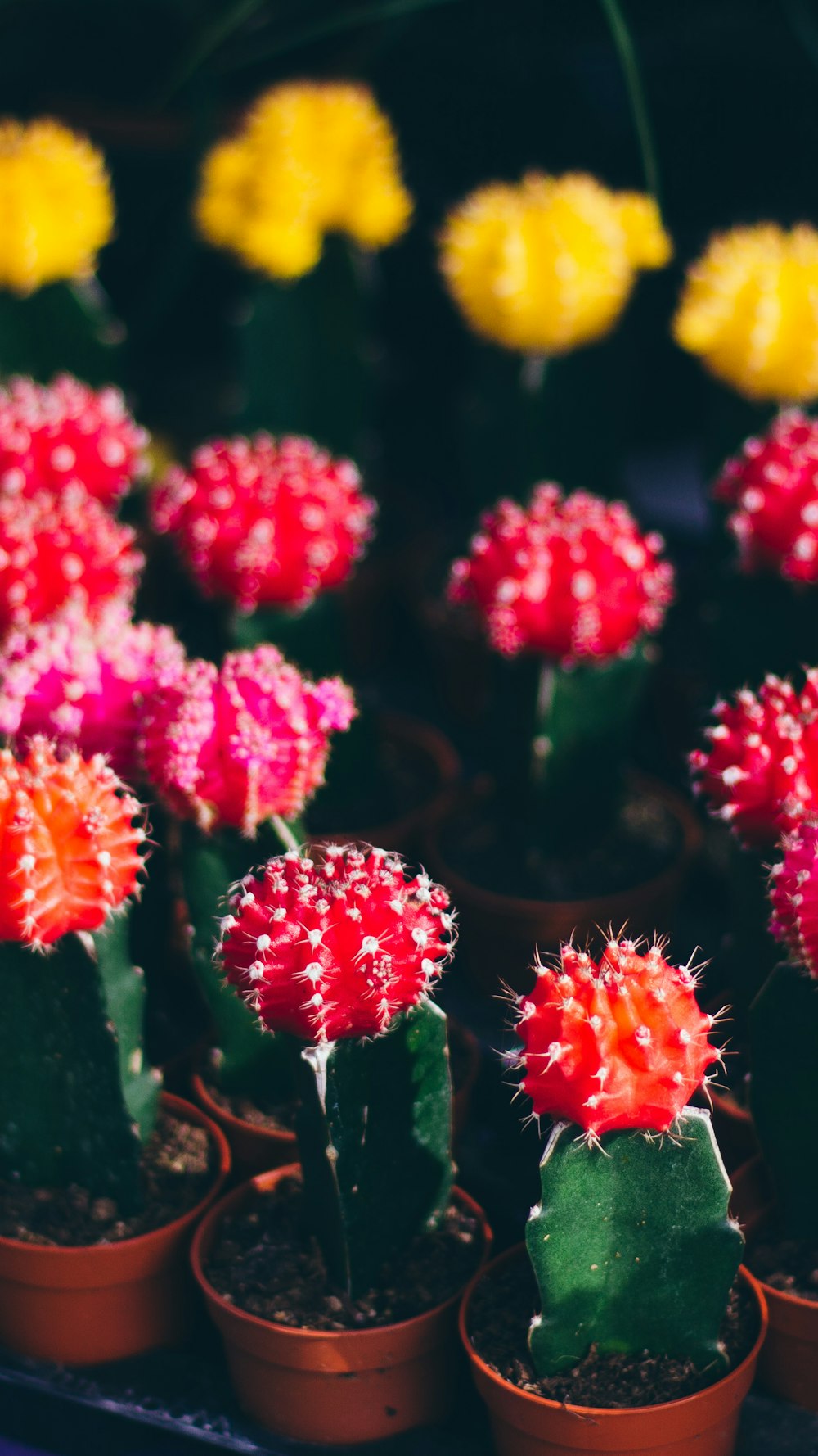 assorted-color flower of cactus