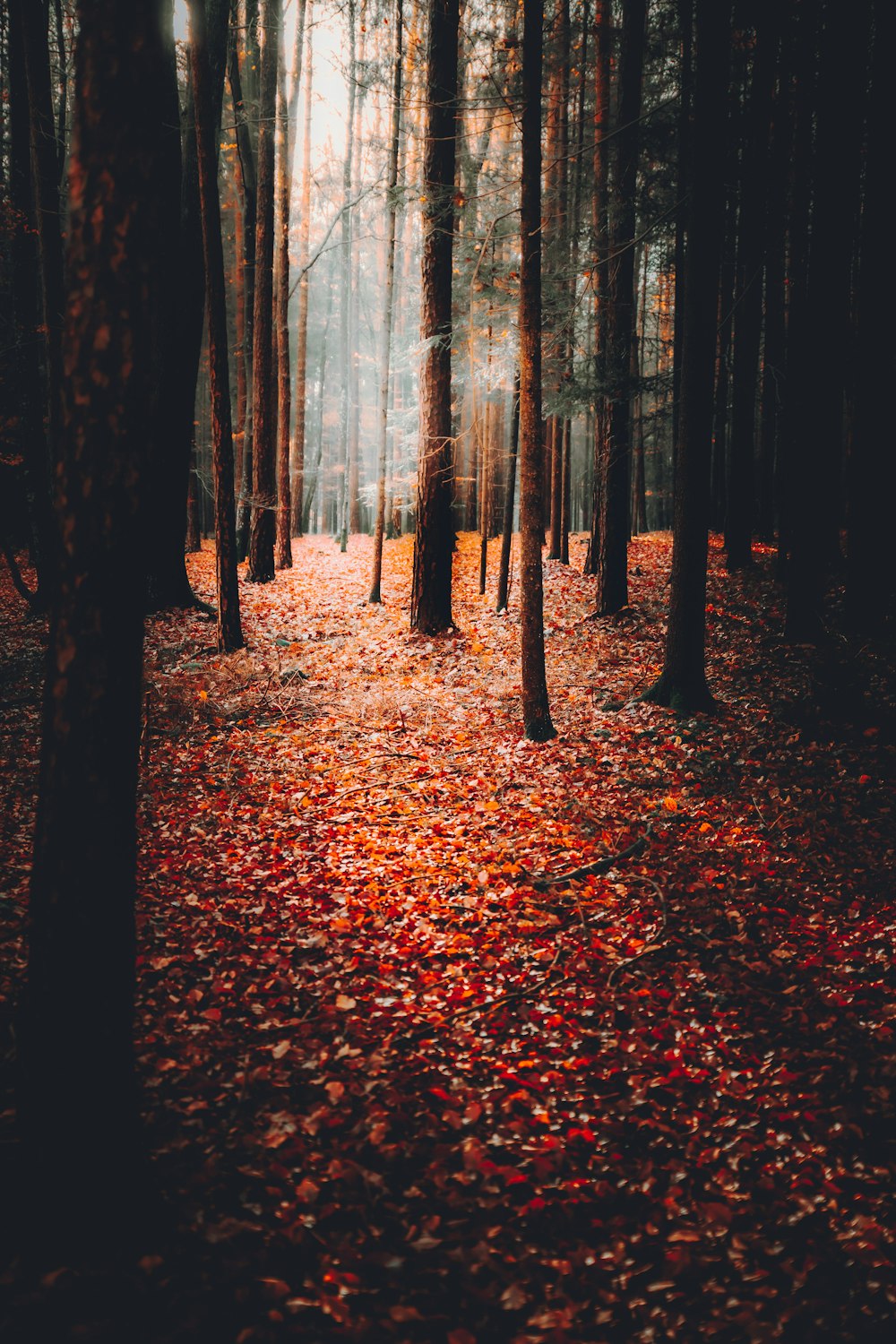 Fotografía con poca luz de hojas secas en el bosque