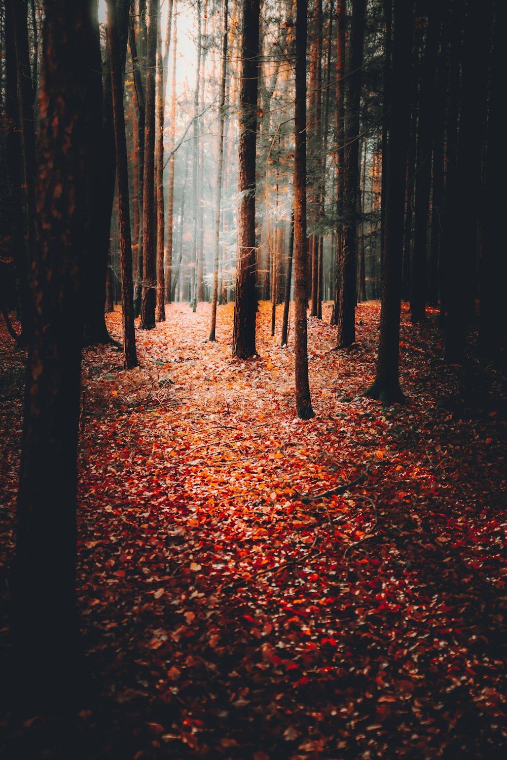 low-light photography of dried leaves on forest