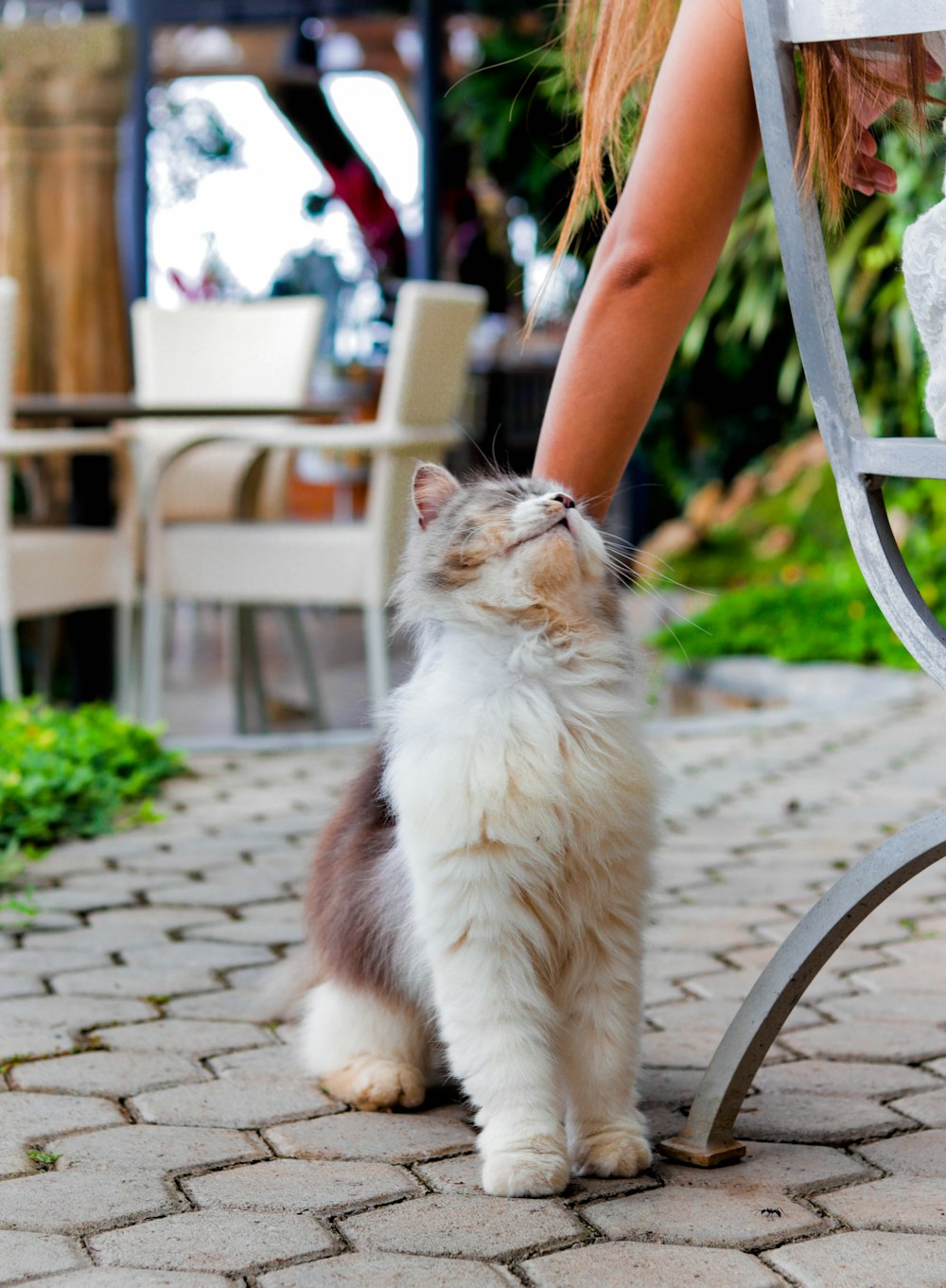 white and brown cat