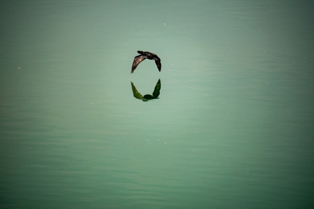 black bird and body of water