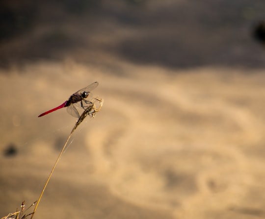 red dragonfly in Siliguri India